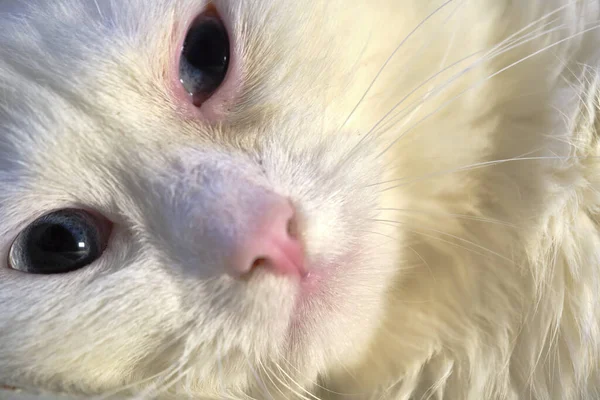 Gato Com Olhos Amarelos Close Baixa Luz — Fotografia de Stock