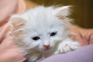 Burnu akan kedi yavrusu. Rengi kapat.