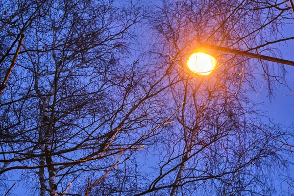 Straatlantaarn Tegen Achtergrond Van Bomen Weinig Licht — Stockfoto