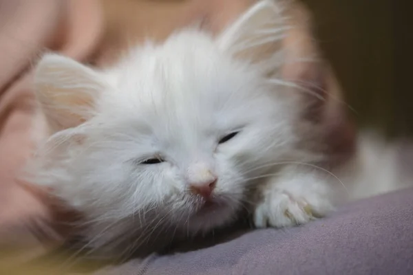 Kätzchen Mit Einer Laufenden Nase Nahaufnahme Farbe — Stockfoto