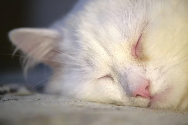 Turca Angora Duerme Cerca Luz Baja —  Fotos de Stock