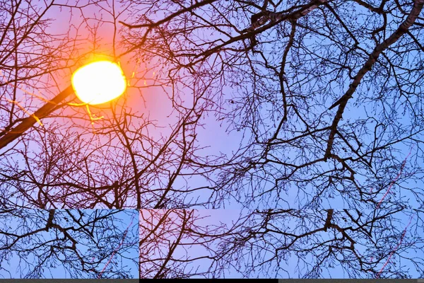 Pouliční Lucerna Pozadí Stromů Slabé Světlo — Stock fotografie