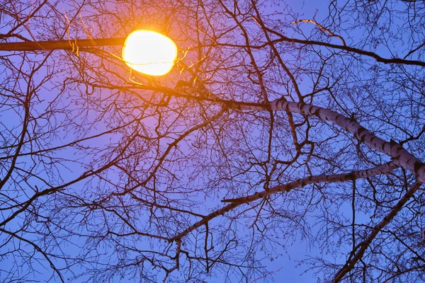 Street Lantern Background Trees Low Light — Stock Photo, Image