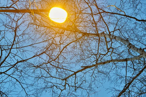 Street Lantern Background Trees Low Light — Stock Photo, Image