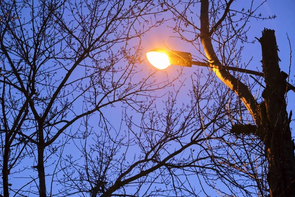 Straßenlaterne Vor Dem Hintergrund Von Bäumen Wenig Licht — Stockfoto