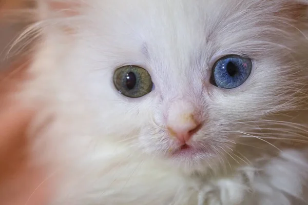 Chaton Avec Nez Qui Coule Couleur Gros Plan — Photo