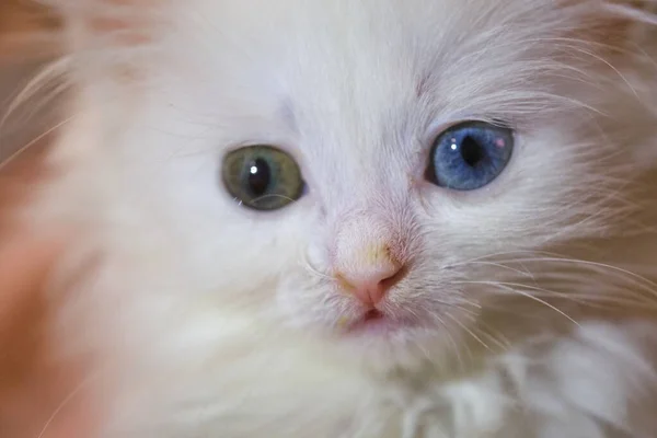 Burnu Akan Kedi Yavrusu Rengi Kapat — Stok fotoğraf