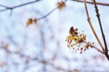 Ağaç makrosunda şişmiş böbrek.