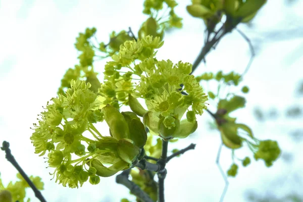 Gezwollen Nier Een Boom Macro — Stockfoto