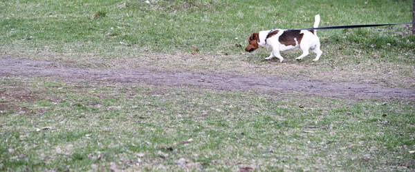 Cane Guinzaglio Passeggiate Colore — Foto Stock