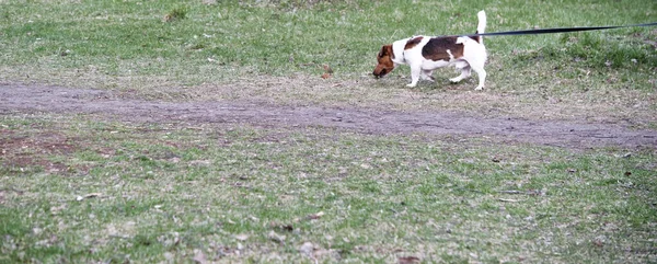 Собака Поводке Ходит Цвета — стоковое фото
