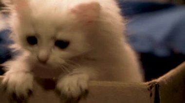 Yavaş çekimde kedi yavrusu kutudan fırlıyor. 120fps 'den 25 fps' ye.