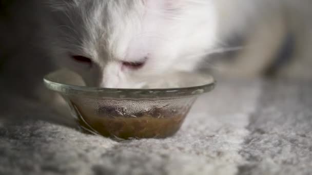 Gato Come Comida Húmeda Baja Luz — Vídeos de Stock