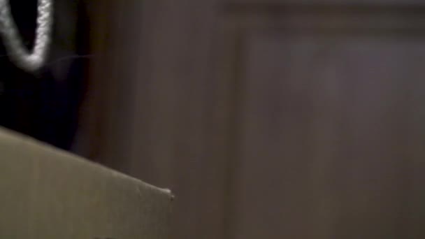 au ralenti Kitten saute hors de la boîte 120fps à 25 fps 