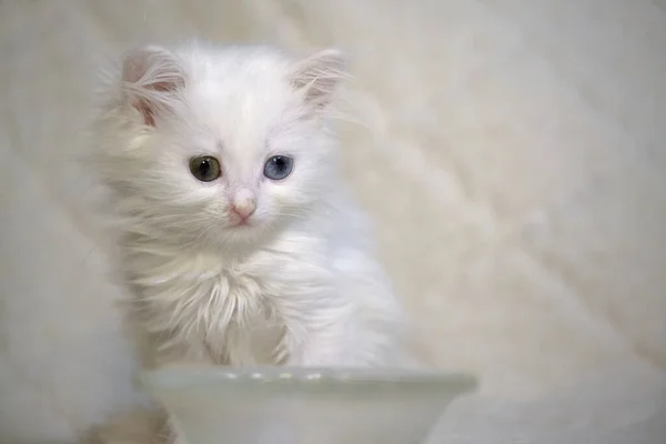 Gatinho Branco Perto Uma Cor Tigela Vazia — Fotografia de Stock