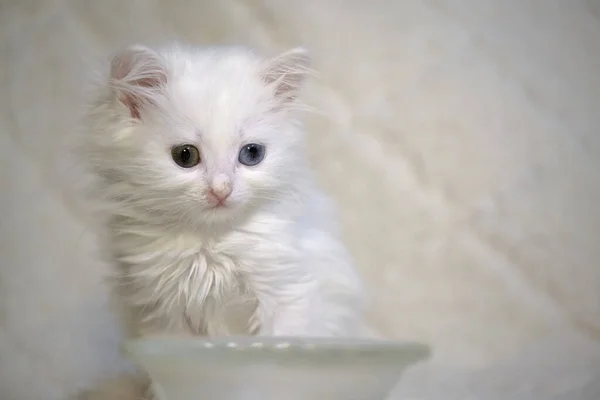 Gatinho Branco Perto Uma Cor Tigela Vazia — Fotografia de Stock