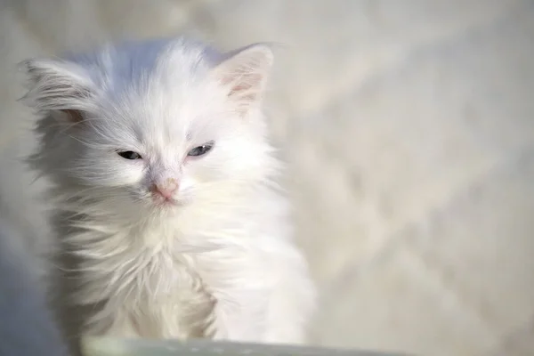 空の鉢の色の近くの白い子猫 — ストック写真