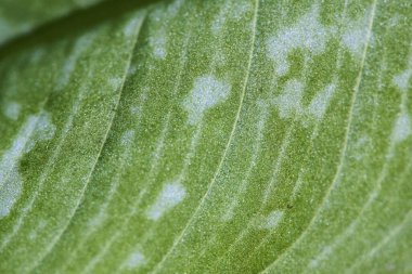 desen yaprağı bitki makro rengi