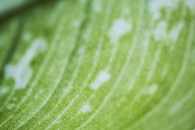 desen yaprağı bitki makro rengi