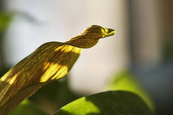 Dry Yellow Leaf Plant Macro Color — Stock Photo, Image
