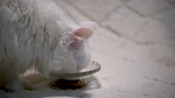 Gato Comer Comida Uma Tigela Fundo Branco Baixa Luz — Vídeo de Stock