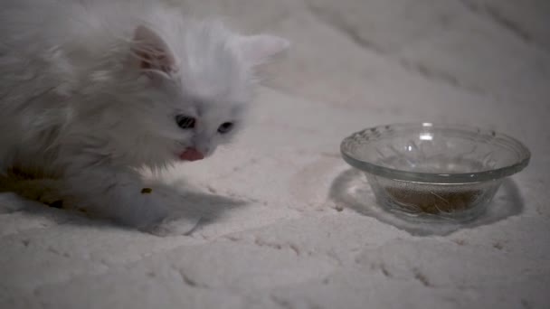 Katt Äta Mat Från Skål Med Vit Bakgrund Svagt Ljus — Stockvideo