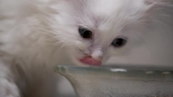 Gato Comer Alimentos Tazón Fondo Blanco Poca Luz — Vídeos de Stock