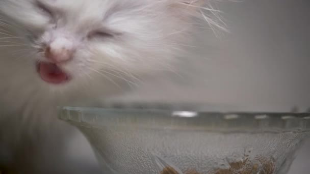 Katzenfutter Aus Einer Schüssel Mit Weißem Hintergrund Bei Schwachem Licht — Stockvideo