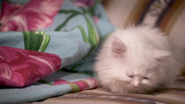 Белый Котенок Лежит Рядом Цветом Одеяла — стоковое видео