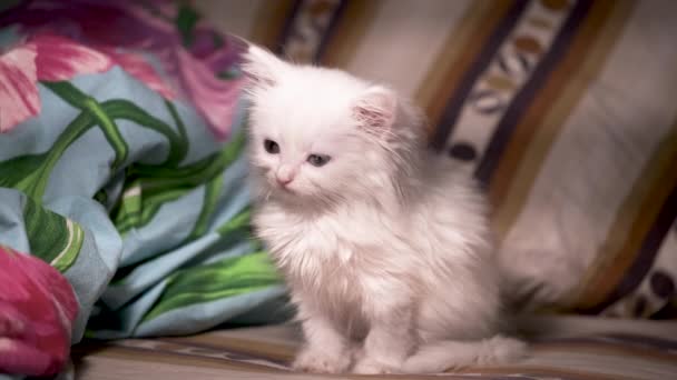 Chaton Blanc Sur Lit Regarde Autour Couleur — Video