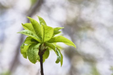 Çiçekli huş ağacı böbrek makro rengi