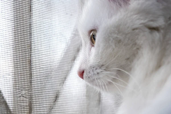 Türkische Angora Blickt Durch Das Gitter Aus Dem Fenster — Stockfoto