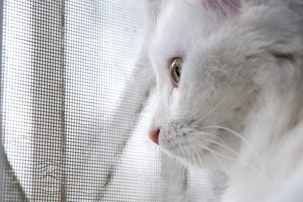 Türkische Angora Blickt Durch Das Gitter Aus Dem Fenster — Stockfoto