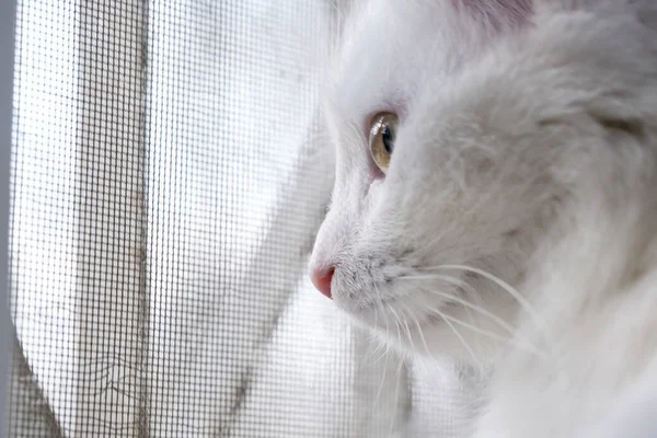 Türkische Angora Blickt Durch Das Gitter Aus Dem Fenster — Stockfoto
