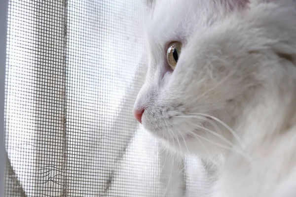 Turkish Angora Looks Out Window Grid — Stock Photo, Image