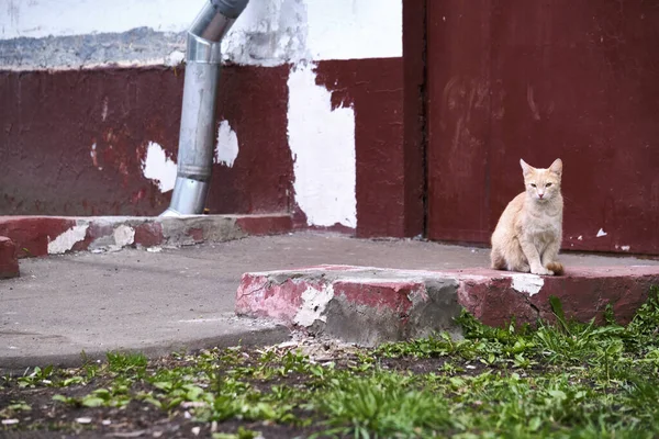 Червоний Вуличний Кіт Сидить Біля Дверей Кольору — стокове фото