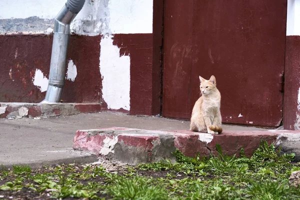 赤い通りの猫はドアの色に座っている — ストック写真