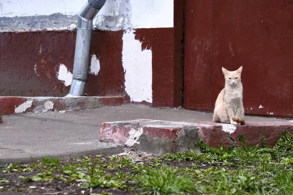 赤い通りの猫はドアの色に座っている — ストック写真