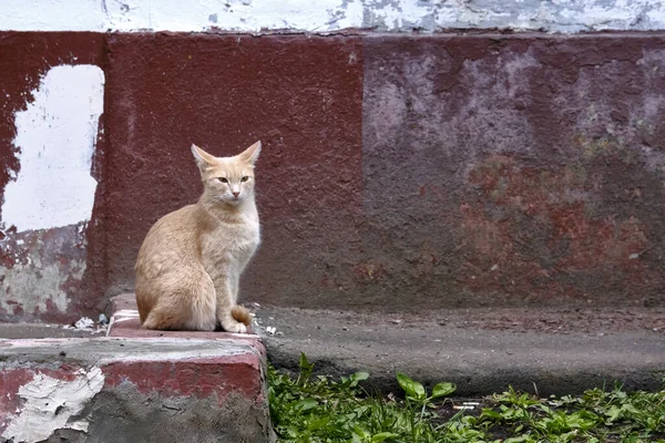 Gato Rojo Calle Sienta Color Bordillo — Foto de Stock