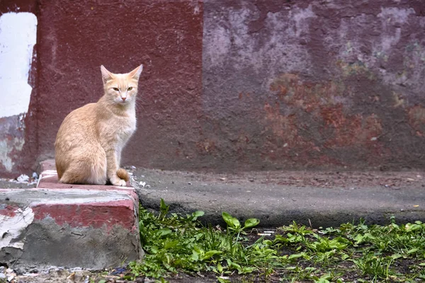 Gato Rojo Calle Sienta Color Bordillo — Foto de Stock