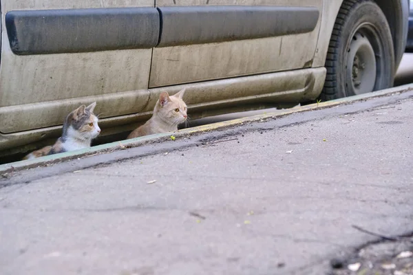 Две Уличные Кошки Сидящие Окном Машины — стоковое фото