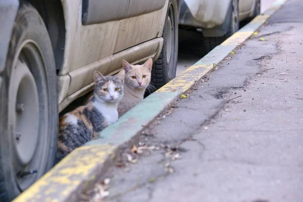 Δύο Γάτες Δρόμο Κάθεται Κάτω Από Χρώμα Του Αυτοκινήτου — Φωτογραφία Αρχείου