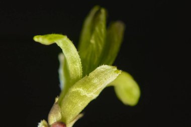 Çiçekli huş ağacı böbrek Marco düşük ışık