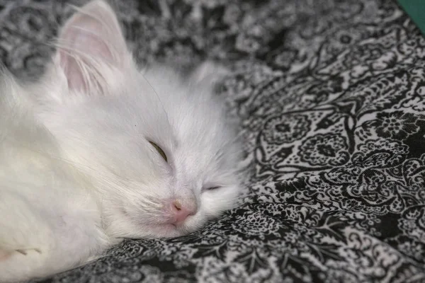 Kitten Slaapt Dicht Kleur — Stockfoto