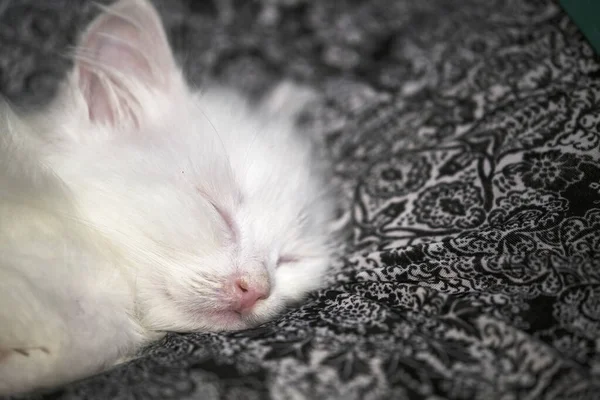 Кошеня Спить Крупним Планом Колір — стокове фото