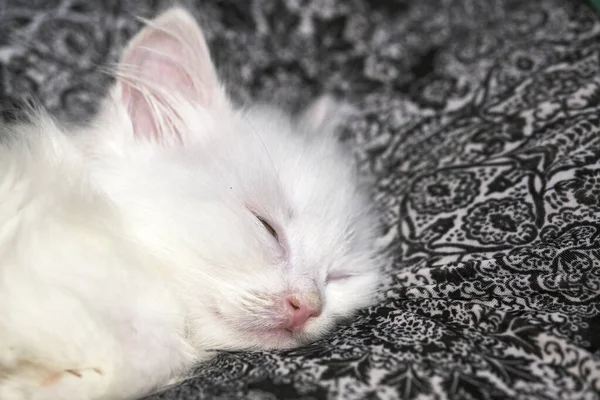 Kedi Yavrusu Uyur — Stok fotoğraf