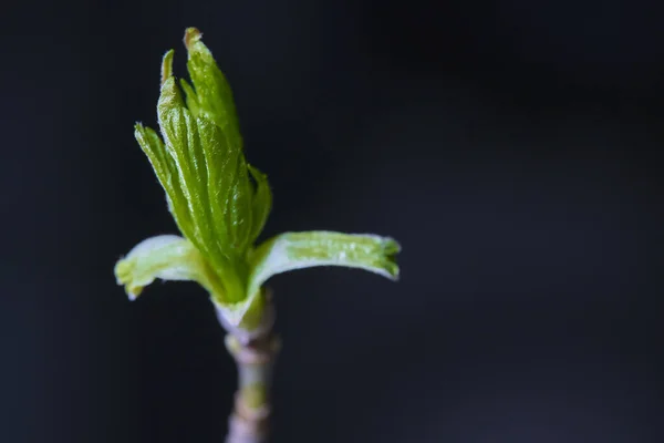 Bloeiende Berk Nier Marco Laag Licht — Stockfoto