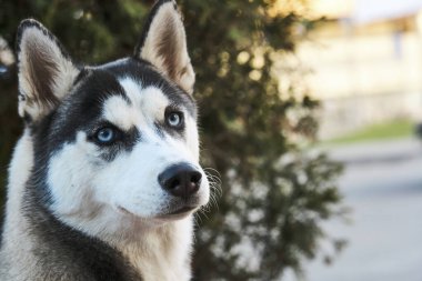Mavi gözlü, iri yarı, kapalı renk.