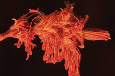 Karanlıkta Amerikan akçaağaç dalında ereksiyonlu böbrek, makro fotoğraf, seçici odak, kırmızı ışık