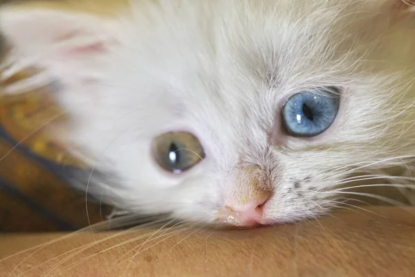 Kitten Close Met Geretochromia Kleur — Stockfoto